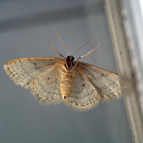 Réf. 309 855 : Idaea subsericeata