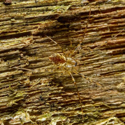 Réf. 309 681 : Drapetisca socialis