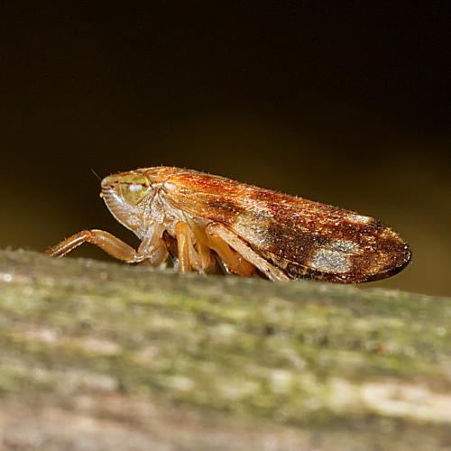 Philaenus spumarius