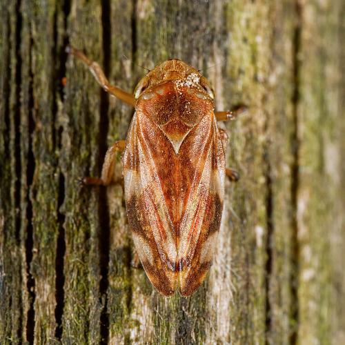Philaenus spumarius