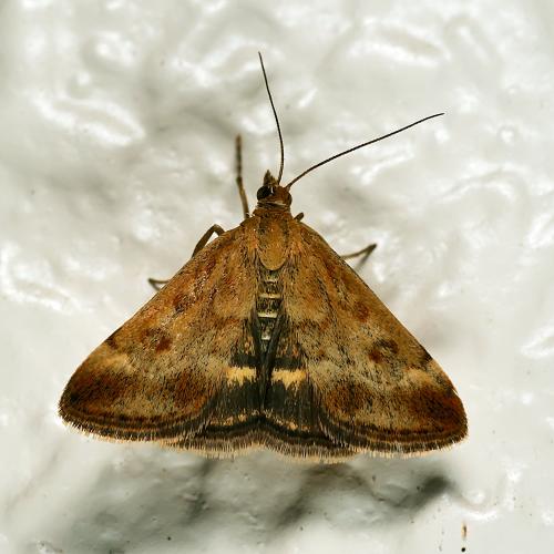 Réf. 309 602 : Pyrausta despicata