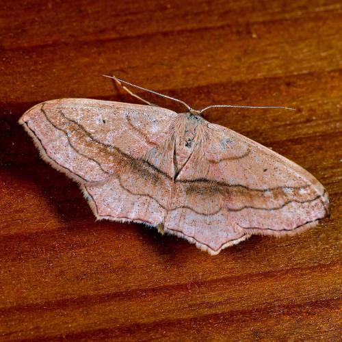 Réf. 309 846 : Scopula imitaria