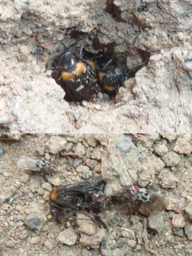 Réf. 309 883 : Sitaris muralis