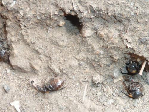 Réf. 309 885 : Sitaris muralis