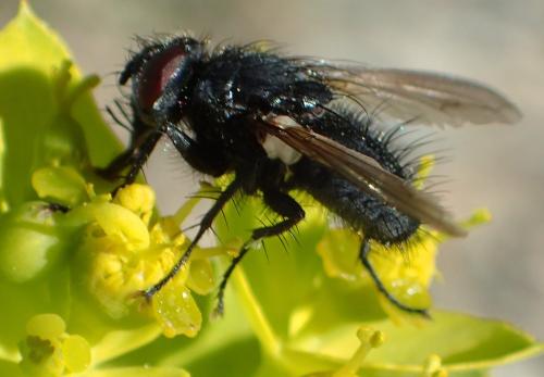 Réf. 309 815 : Macquartia sp.