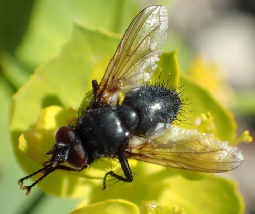 Réf. 309 816 : Macquartia sp.
