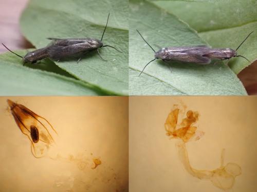 Augasma aeratella