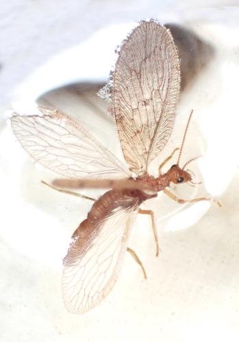 Micromus angulatus