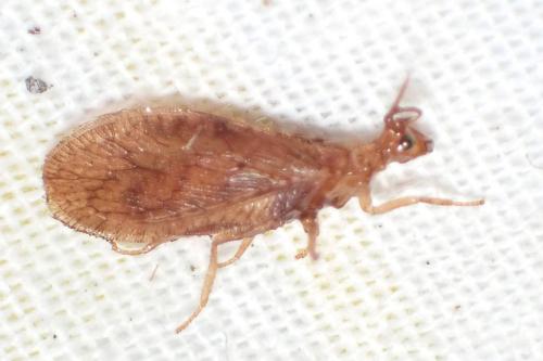 Micromus angulatus