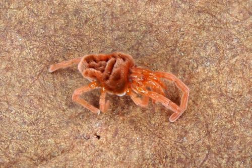 Réf. 309 147 : Allothrombium sp.