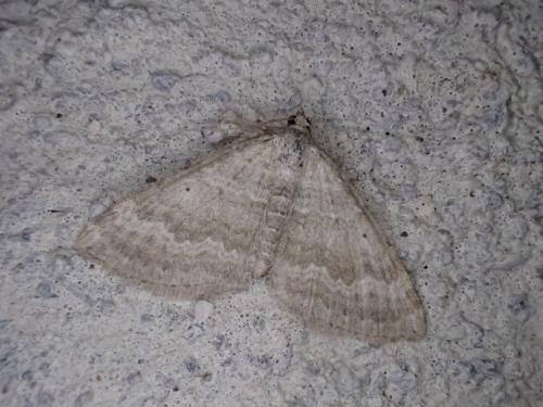 Réf. 309 127 : Scotopteryx sp.