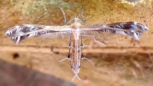 Réf. 309 893 : Stangeia siceliota