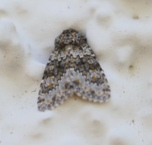 Réf. 309 095 : Hecatera dysodea