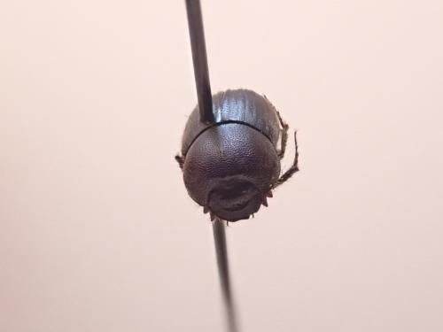 Réf. 309 163 : Onthophagus joannae
