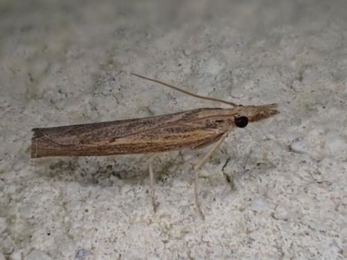 Pediasia contaminella