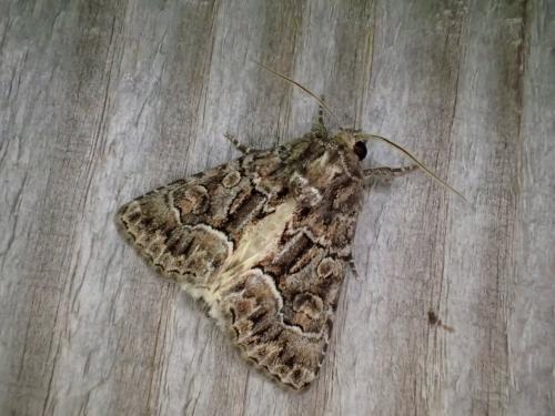 Thalpophila matura