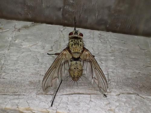Réf. 309 445 : Dexia rustica