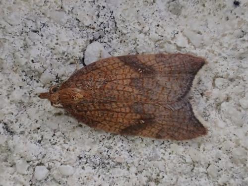 Acleris rhombana