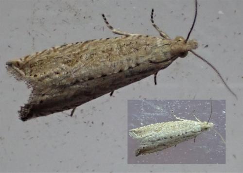 Bactra lancealana