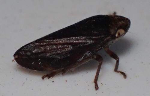 Philaenus spumarius