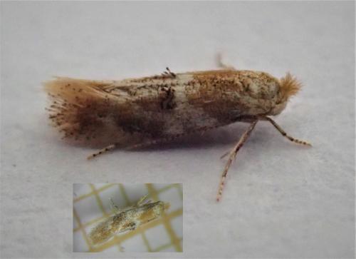 Bucculatrix ulmella
