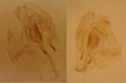 Réf. 309 604 : Bucculatrix ulmella