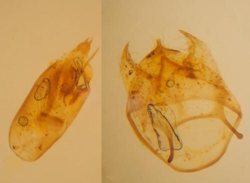 Trifurcula immundella