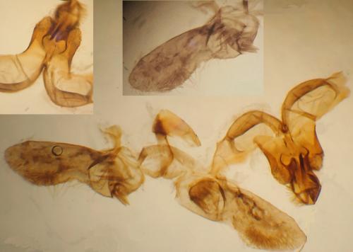 Bactra lancealana