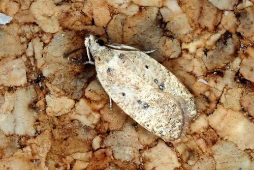 Réf. 309 983 : Agonopterix sp.