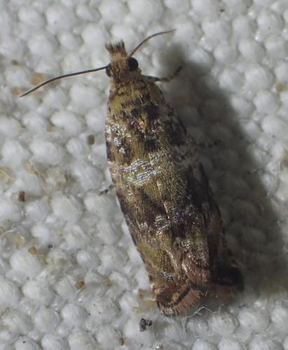 Celypha cespitana