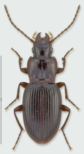 Réf. 309 016 : Pterostichus amoenus