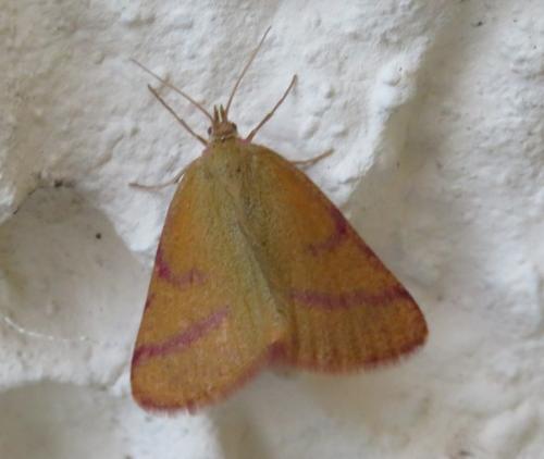 Réf. 309 650 : Lythria purpuraria
