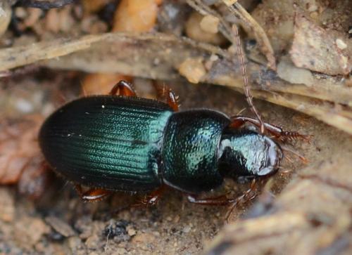 Réf. 309 632 : Ophonus azureus