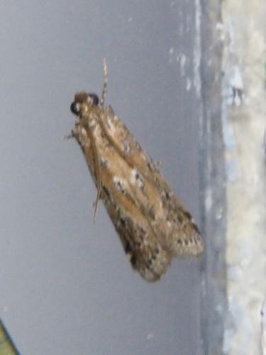 Pempeliella sp.
