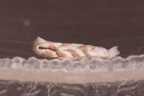 Phyllonorycter comparella