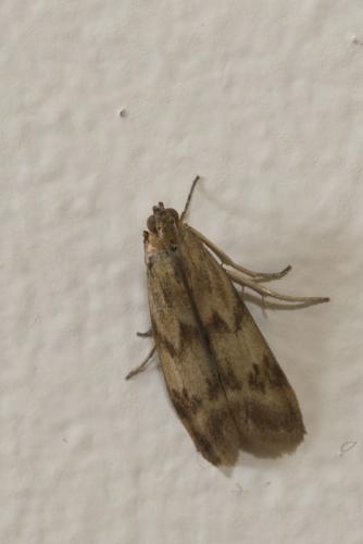 Réf. 309 086 : Homoeosoma sinuella