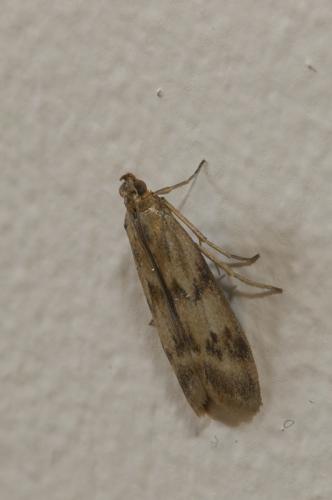 Homoeosoma sinuella