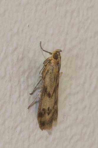 Homoeosoma sinuella