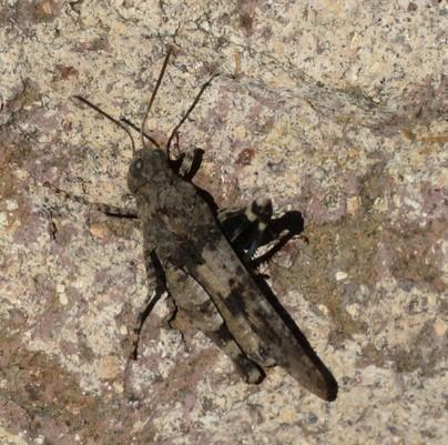 Réf. 309 612 : Oedipoda sp.