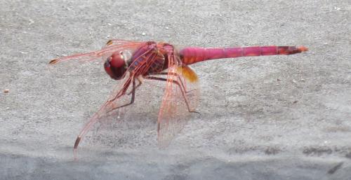 Réf. 309 651 : Trithemis annulata