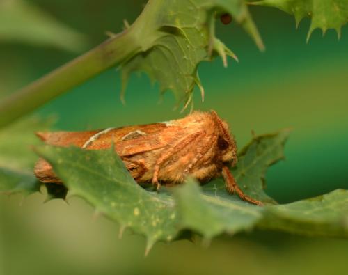Triodia sylvina
