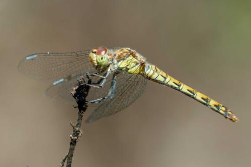 Réf. 309 178 : Sympetrum striolatum