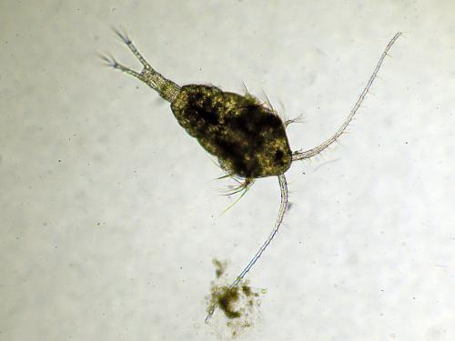Réf. 309 366 : Temora longicornis