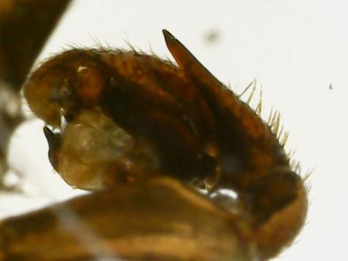 Réf. 309 806 : Zelotes petrensis