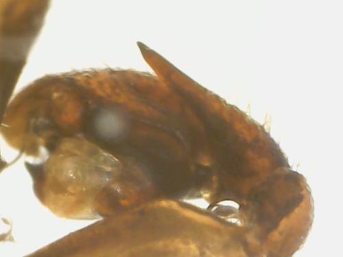 Réf. 309 809 : Zelotes petrensis