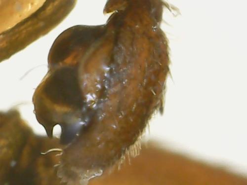 Réf. 309 807 : Zelotes petrensis