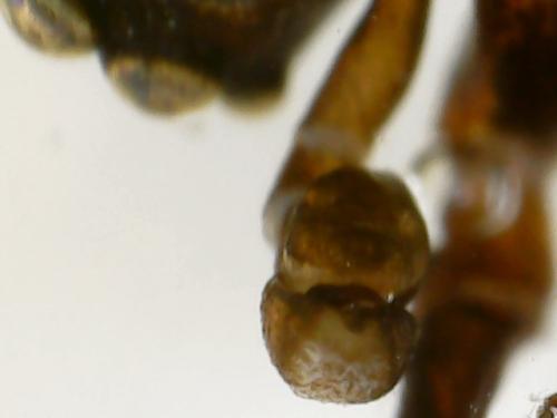 Phlegra fasciata