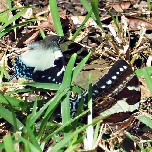 Polyura clitarchus