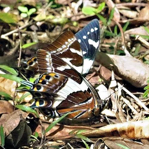Polyura clitarchus