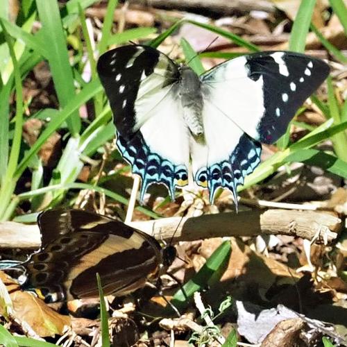 Polyura clitarchus